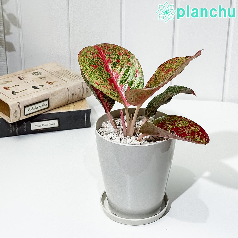 PLANCHU 観葉植物 アグラオネマ レッドワークス 4号鉢 受け皿付き 育て方説明書付き Aglaonema ‘Red Works’ 幸せを招くタイの宝石 アロイド