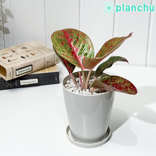 PLANCHU 観葉植物 アグラオネマ レッドワークス 4号鉢 受け皿付き 育て方説明書付き Aglaonema ‘Red Works’ 幸せを招くタイの宝石 アロイド