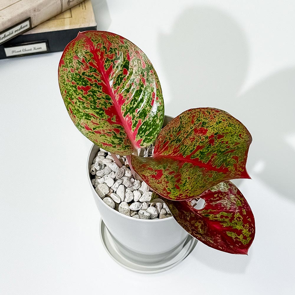 PLANCHU 観葉植物 アグラオネマ レッドワークス 4号鉢 受け皿付き 育て方説明書付き Aglaonema ‘Red Works’ 幸せを招くタイの宝石 アロイド
