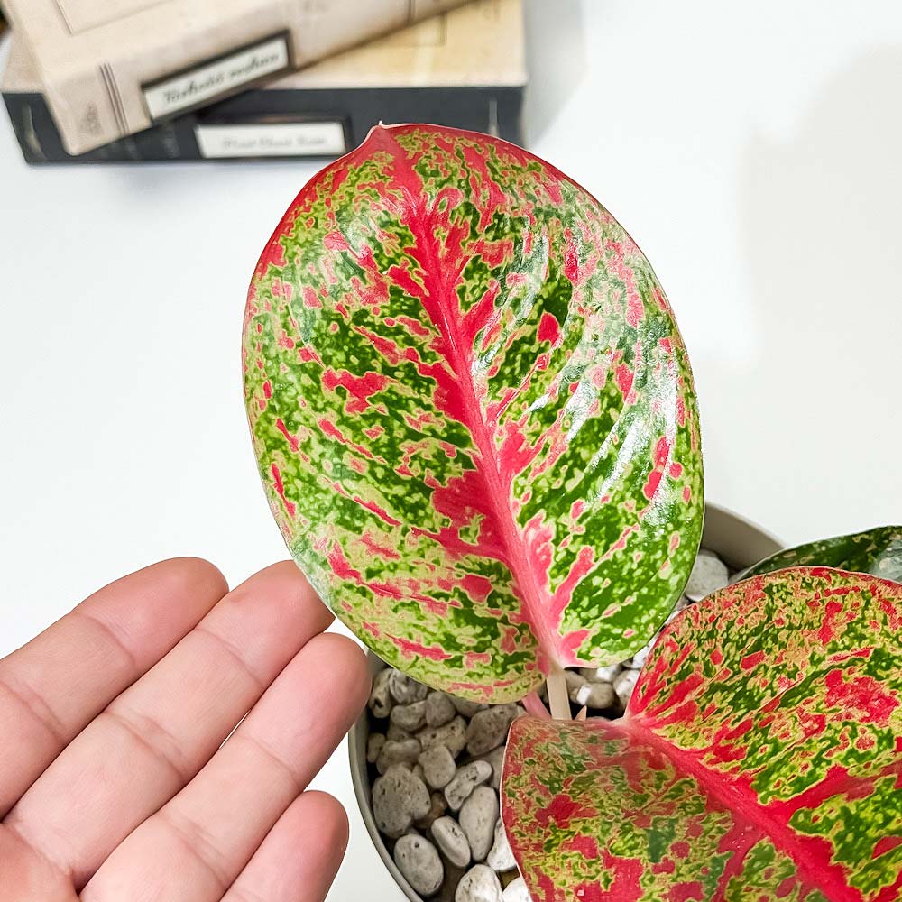 PLANCHU 観葉植物 アグラオネマ レッドワークス 4号鉢 受け皿付き 育て方説明書付き Aglaonema ‘Red Works’ 幸せを招くタイの宝石 アロイド