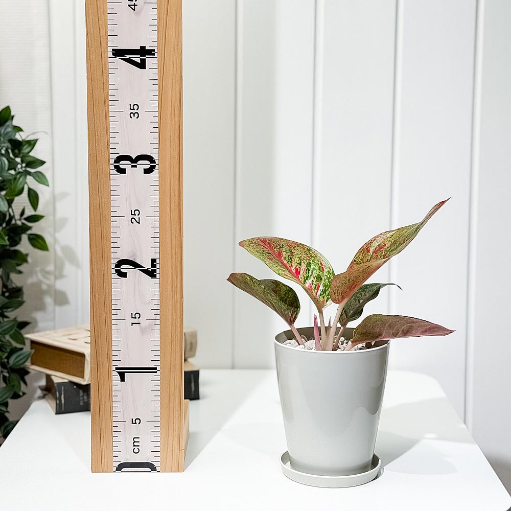 PLANCHU 観葉植物 アグラオネマ レッドワークス 4号鉢 受け皿付き 育て方説明書付き Aglaonema ‘Red Works’ 幸せを招くタイの宝石 アロイド