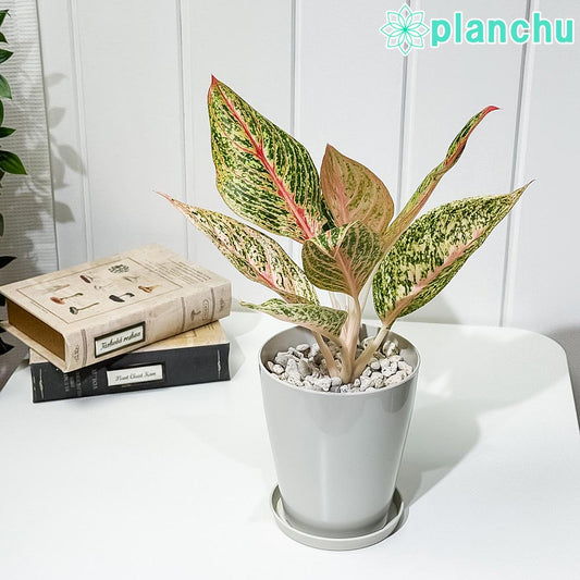 PLANCHU 観葉植物 アグラオネマ レガシー 4号鉢 受け皿付き 育て方説明書付き Aglaonema ‘Legacy’ 幸せを招くタイの宝石 アロイド