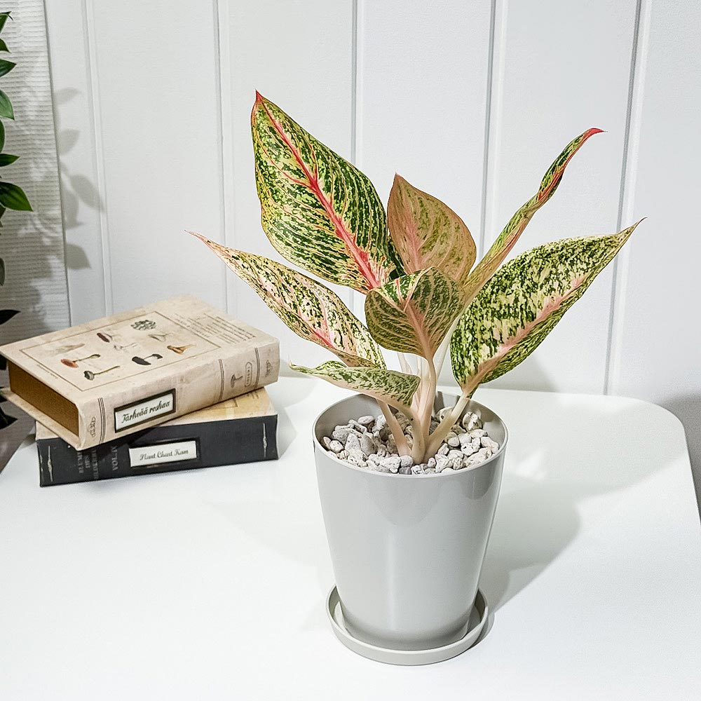 PLANCHU 観葉植物 アグラオネマ レガシー 4号鉢 受け皿付き 育て方説明書付き Aglaonema ‘Legacy’ 幸せを招くタイの宝石 アロイド