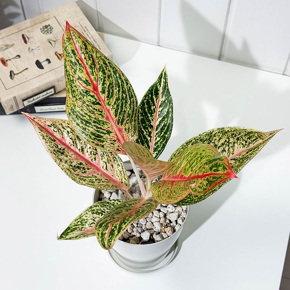 PLANCHU 観葉植物 アグラオネマ レガシー 4号鉢 受け皿付き 育て方説明書付き Aglaonema ‘Legacy’ 幸せを招くタイの宝石 アロイド