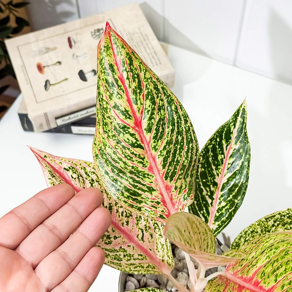 PLANCHU 観葉植物 アグラオネマ レガシー 4号鉢 受け皿付き 育て方説明書付き Aglaonema ‘Legacy’ 幸せを招くタイの宝石 アロイド