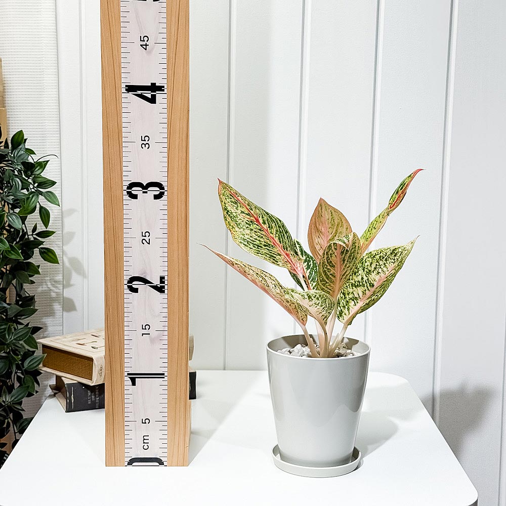 PLANCHU 観葉植物 アグラオネマ レガシー 4号鉢 受け皿付き 育て方説明書付き Aglaonema ‘Legacy’ 幸せを招くタイの宝石 アロイド