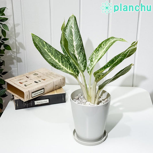 PLANCHU 観葉植物 アグラオネマ パランサップ 4号鉢 受け皿付き 育て方説明書付き Aglaonema ‘Paran Sap’ 幸せを招くタイの宝石 アロイド