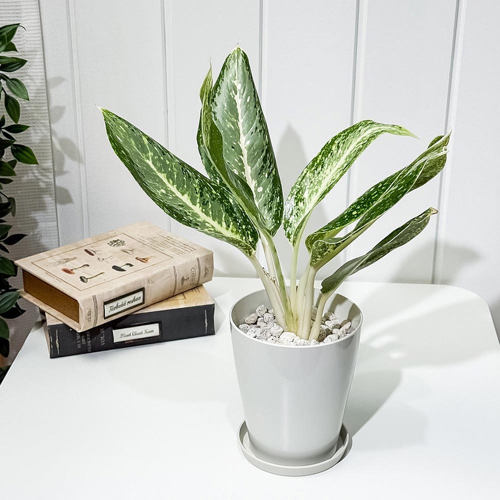 PLANCHU 観葉植物 アグラオネマ パランサップ 4号鉢 受け皿付き 育て方説明書付き Aglaonema ‘Paran Sap’ 幸せを招くタイの宝石 アロイド