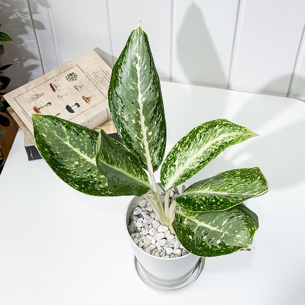 PLANCHU 観葉植物 アグラオネマ パランサップ 4号鉢 受け皿付き 育て方説明書付き Aglaonema ‘Paran Sap’ 幸せを招くタイの宝石 アロイド