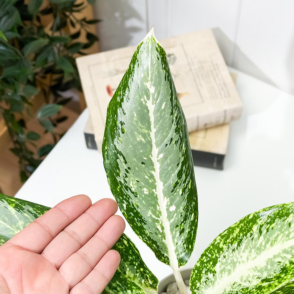 PLANCHU 観葉植物 アグラオネマ パランサップ 4号鉢 受け皿付き 育て方説明書付き Aglaonema ‘Paran Sap’ 幸せを招くタイの宝石 アロイド