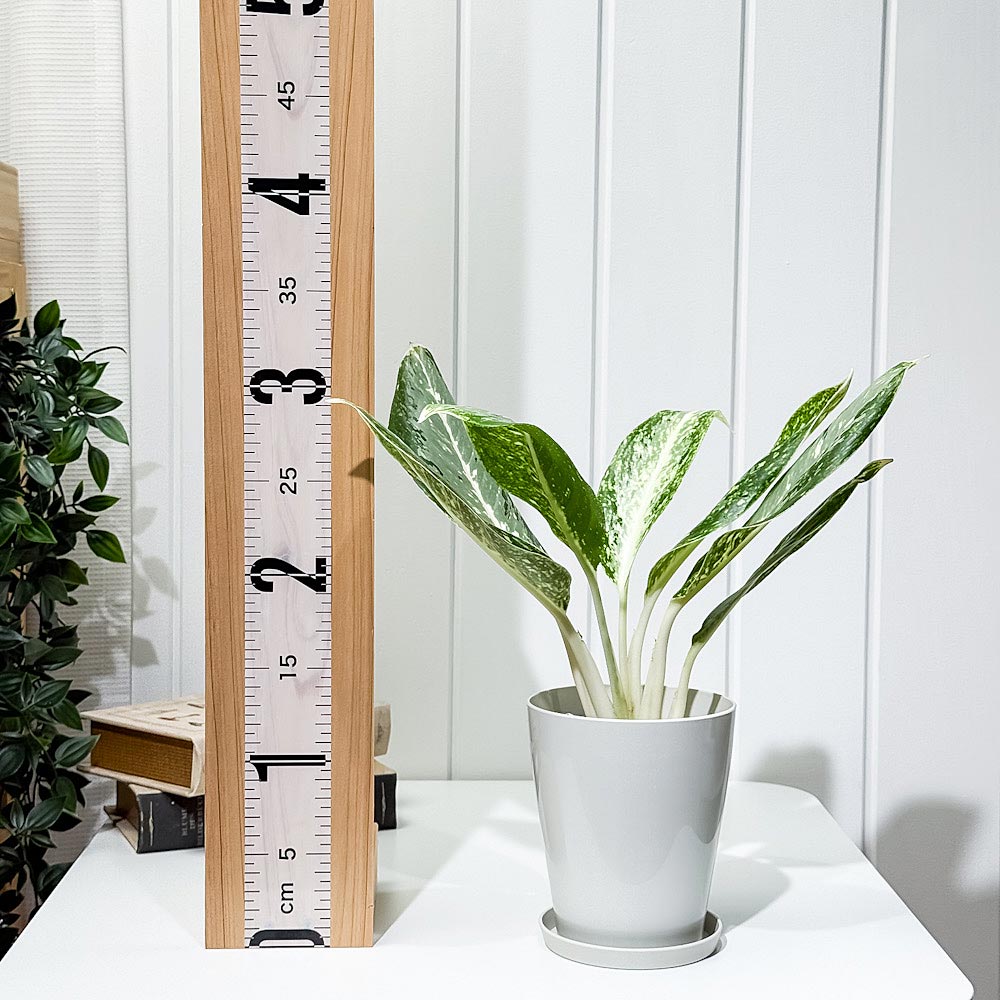 PLANCHU 観葉植物 アグラオネマ パランサップ 4号鉢 受け皿付き 育て方説明書付き Aglaonema ‘Paran Sap’ 幸せを招くタイの宝石 アロイド