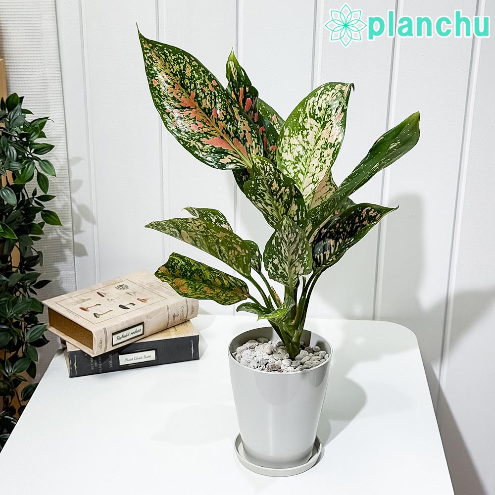 PLANCHU 観葉植物 アグラオネマ ビーナス 4号鉢 受け皿付き 育て方説明書付き Aglaonema ‘Venus’ 幸せを招くタイの宝石 アロイド