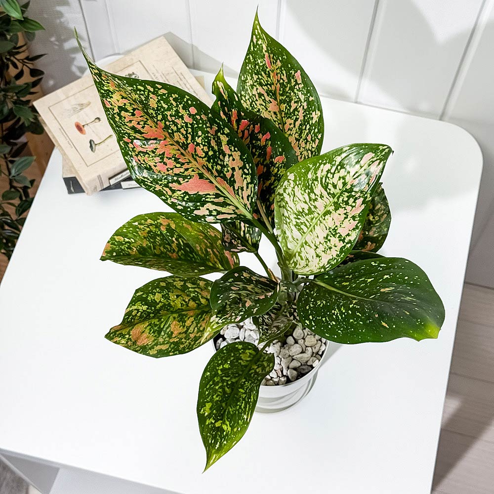 PLANCHU 観葉植物 アグラオネマ ビーナス 4号鉢 受け皿付き 育て方説明書付き Aglaonema ‘Venus’ 幸せを招くタイの宝石 アロイド