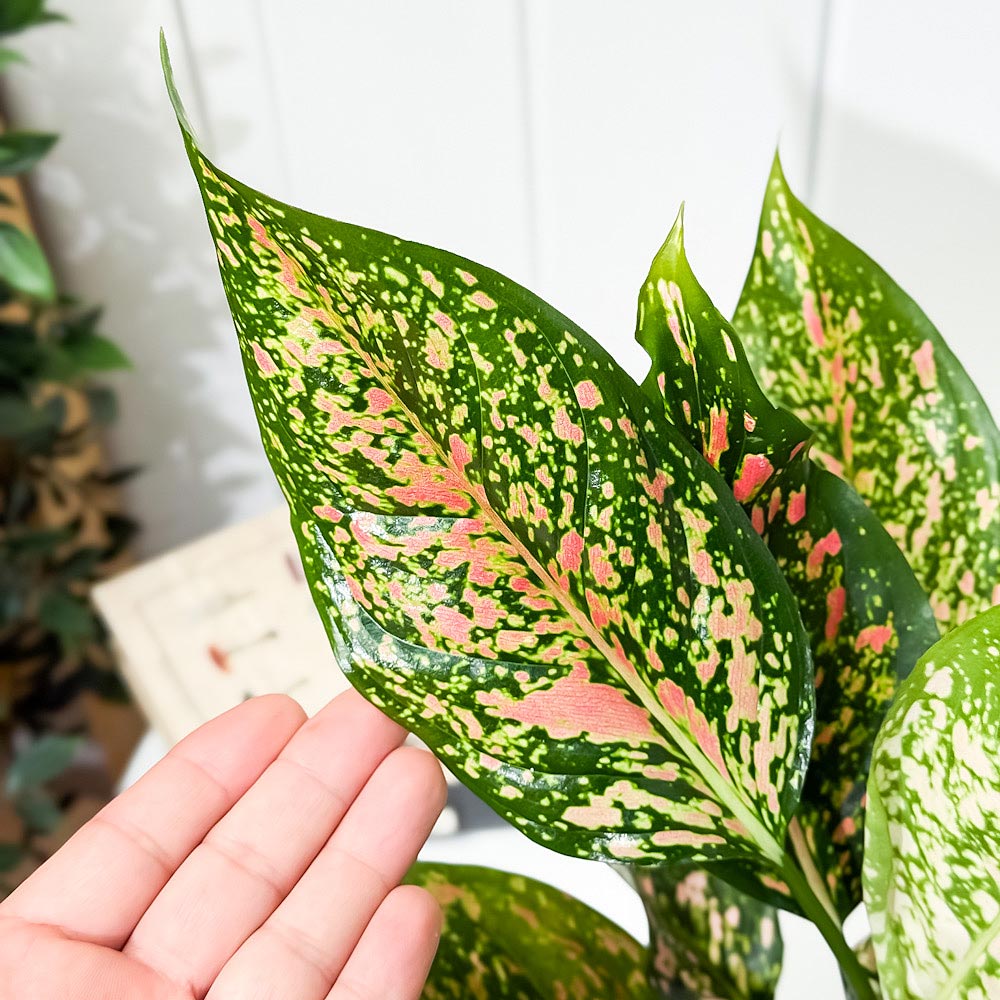 PLANCHU 観葉植物 アグラオネマ ビーナス 4号鉢 受け皿付き 育て方説明書付き Aglaonema ‘Venus’ 幸せを招くタイの宝石 アロイド