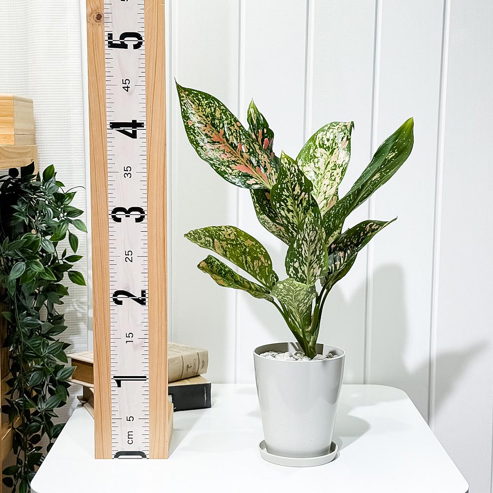 PLANCHU 観葉植物 アグラオネマ ビーナス 4号鉢 受け皿付き 育て方説明書付き Aglaonema ‘Venus’ 幸せを招くタイの宝石 アロイド