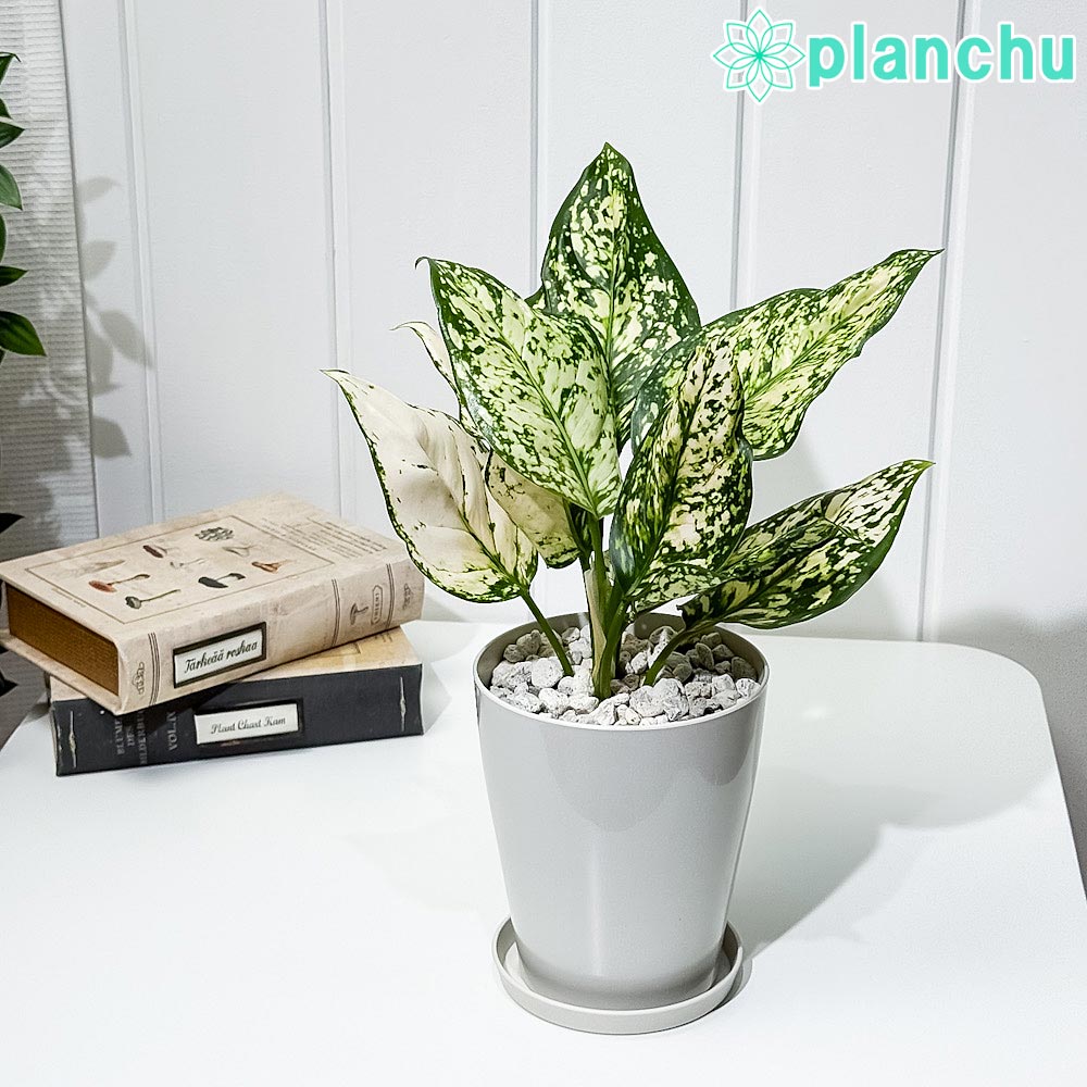 PLANCHU 観葉植物 アグラオネマ シルバーコスメティック 4号鉢 受け皿付き 育て方説明書付き Aglaonema ‘Silver Cosmetic’ 幸せを招くタイの宝石 アロイド
