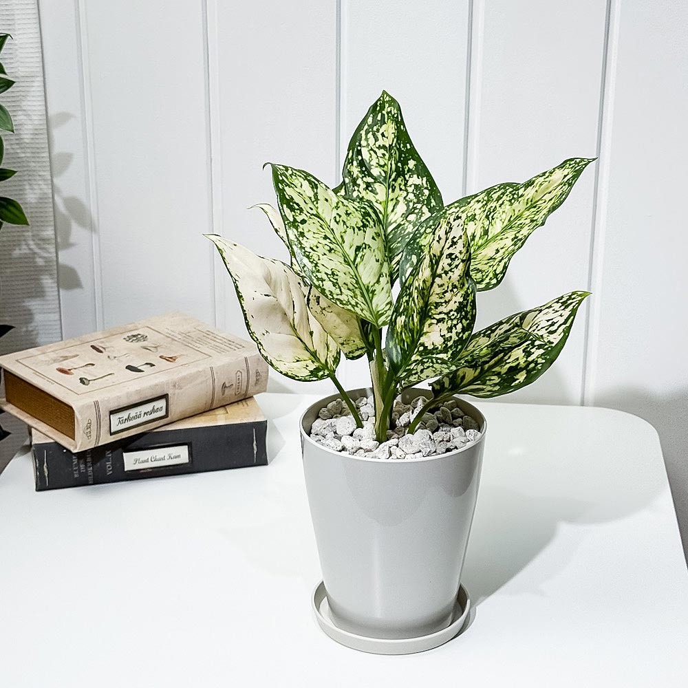 PLANCHU 観葉植物 アグラオネマ シルバーコスメティック 4号鉢 受け皿付き 育て方説明書付き Aglaonema ‘Silver Cosmetic’ 幸せを招くタイの宝石 アロイド