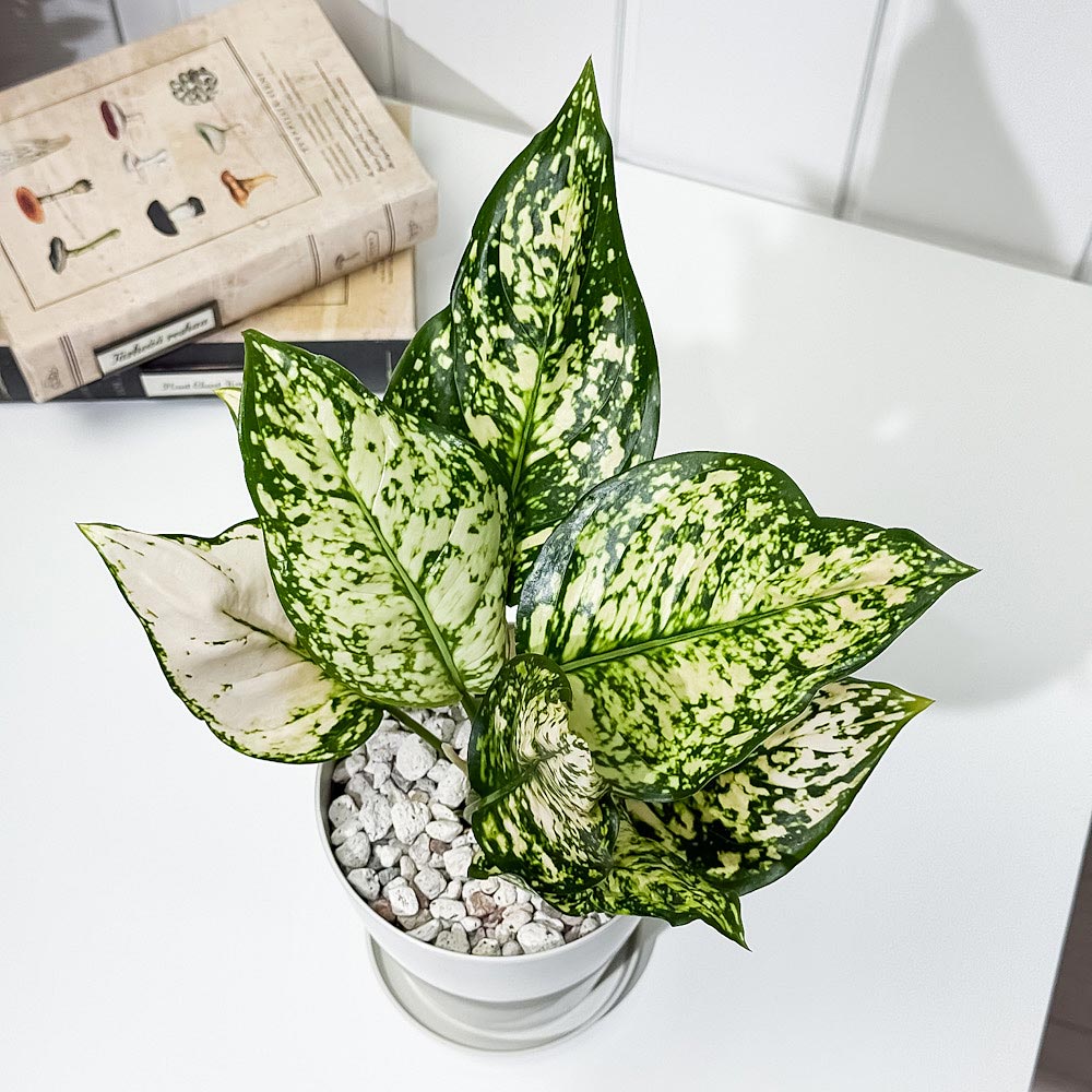 PLANCHU 観葉植物 アグラオネマ シルバーコスメティック 4号鉢 受け皿付き 育て方説明書付き Aglaonema ‘Silver Cosmetic’ 幸せを招くタイの宝石 アロイド