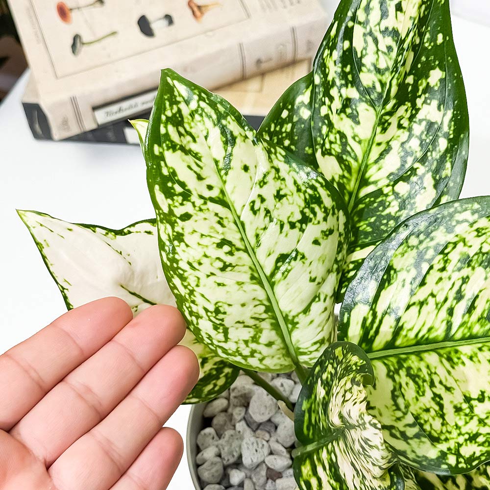 PLANCHU 観葉植物 アグラオネマ シルバーコスメティック 4号鉢 受け皿付き 育て方説明書付き Aglaonema ‘Silver Cosmetic’ 幸せを招くタイの宝石 アロイド