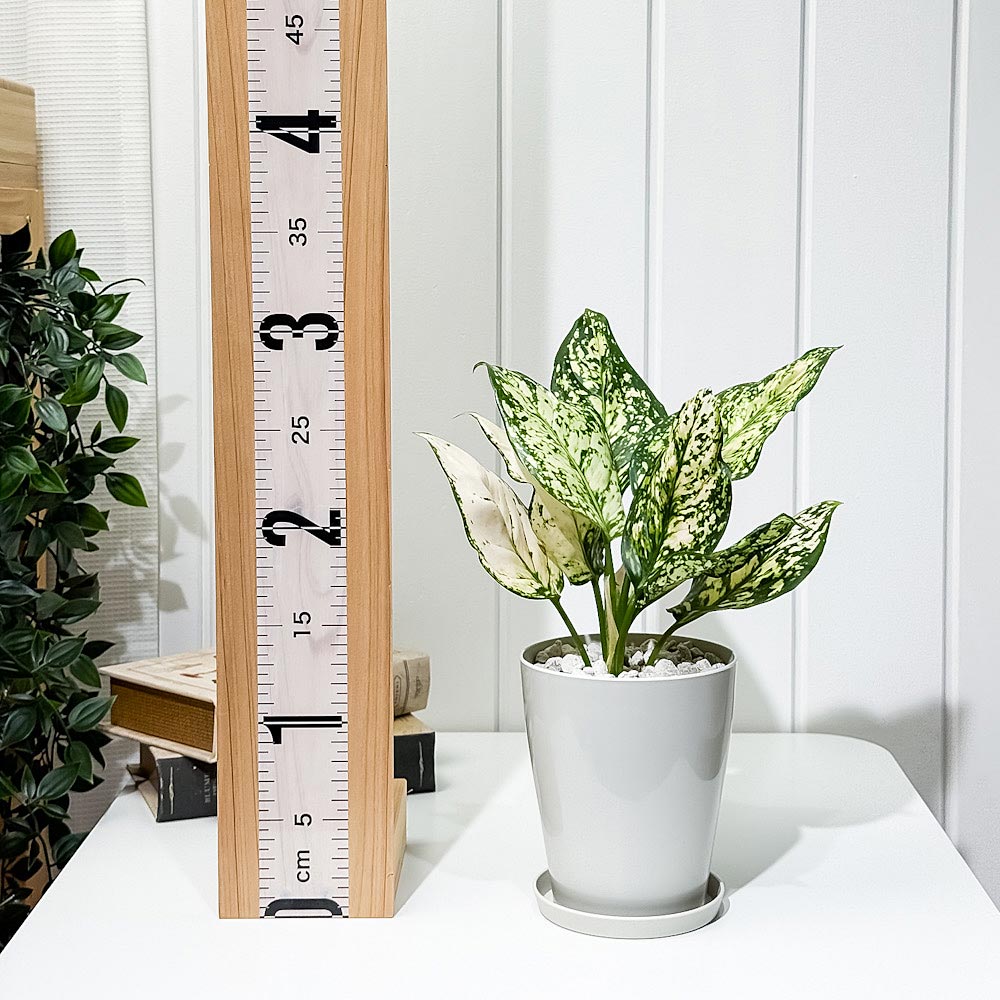 PLANCHU 観葉植物 アグラオネマ シルバーコスメティック 4号鉢 受け皿付き 育て方説明書付き Aglaonema ‘Silver Cosmetic’ 幸せを招くタイの宝石 アロイド