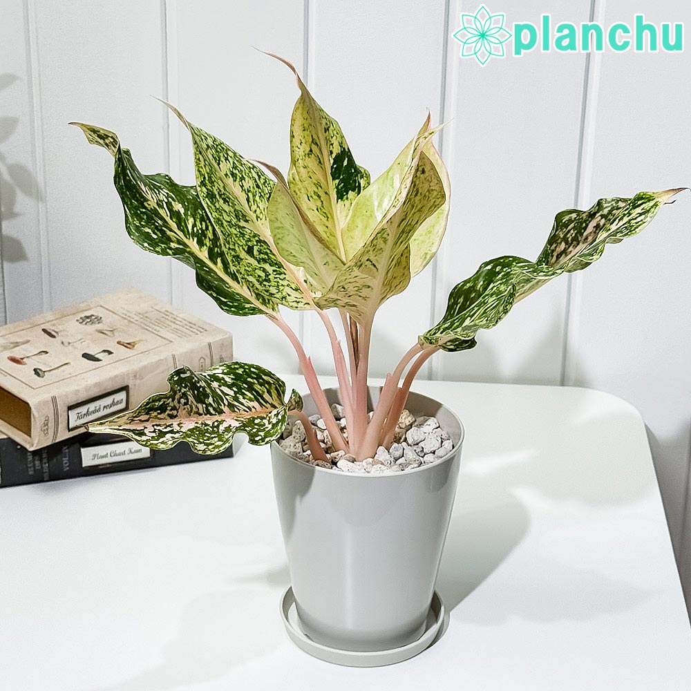 PLANCHU 観葉植物 アグラオネマ スターダストオレンジ 4号鉢 受け皿付き 育て方説明書付き Aglaonema ‘Stardust Orange’ 幸せを招くタイの宝石 アロイド