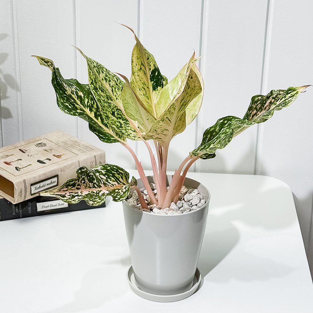 PLANCHU 観葉植物 アグラオネマ スターダストオレンジ 4号鉢 受け皿付き 育て方説明書付き Aglaonema ‘Stardust Orange’ 幸せを招くタイの宝石 アロイド
