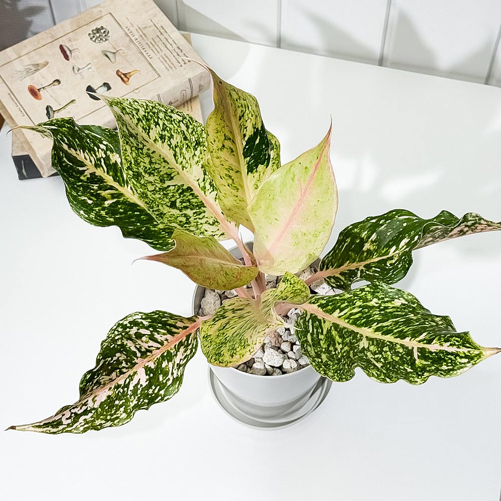 PLANCHU 観葉植物 アグラオネマ スターダストオレンジ 4号鉢 受け皿付き 育て方説明書付き Aglaonema ‘Stardust Orange’ 幸せを招くタイの宝石 アロイド