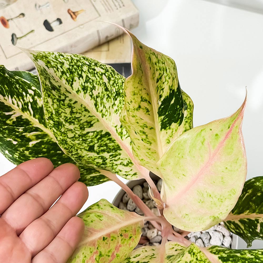PLANCHU 観葉植物 アグラオネマ スターダストオレンジ 4号鉢 受け皿付き 育て方説明書付き Aglaonema ‘Stardust Orange’ 幸せを招くタイの宝石 アロイド