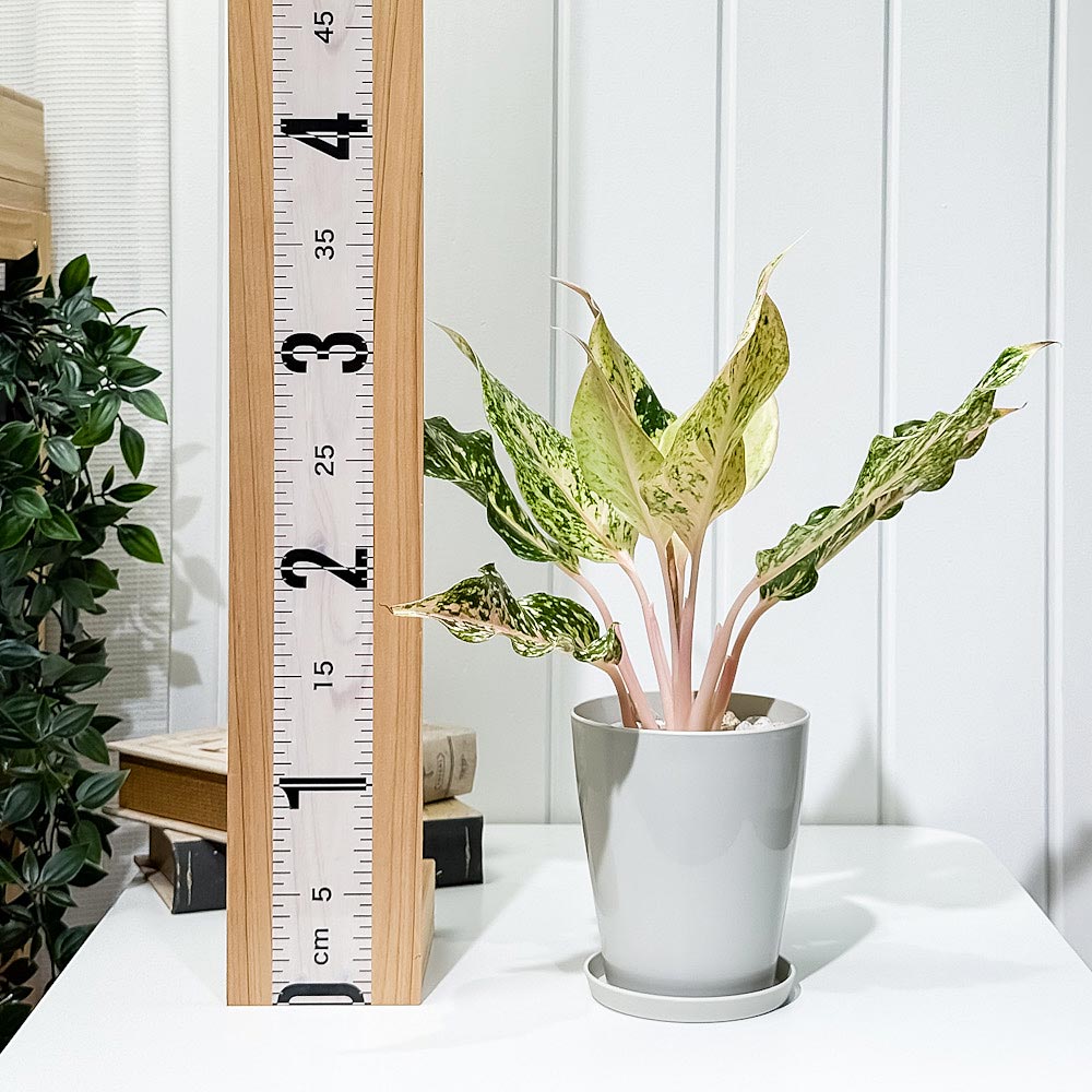 PLANCHU 観葉植物 アグラオネマ スターダストオレンジ 4号鉢 受け皿付き 育て方説明書付き Aglaonema ‘Stardust Orange’ 幸せを招くタイの宝石 アロイド