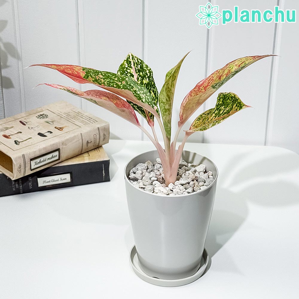 PLANCHU 観葉植物 アグラオネマ レッドドラゴン 4号鉢 受け皿付き 育て方説明書付き Aglaonema ‘Red Dragon’ 幸せを招くタイの宝石 アロイド