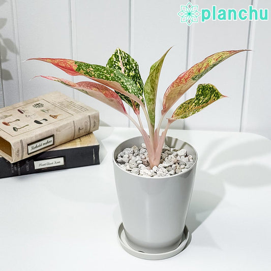 PLANCHU 観葉植物 アグラオネマ レッドドラゴン 4号鉢 受け皿付き 育て方説明書付き Aglaonema ‘Red Dragon’ 幸せを招くタイの宝石 アロイド