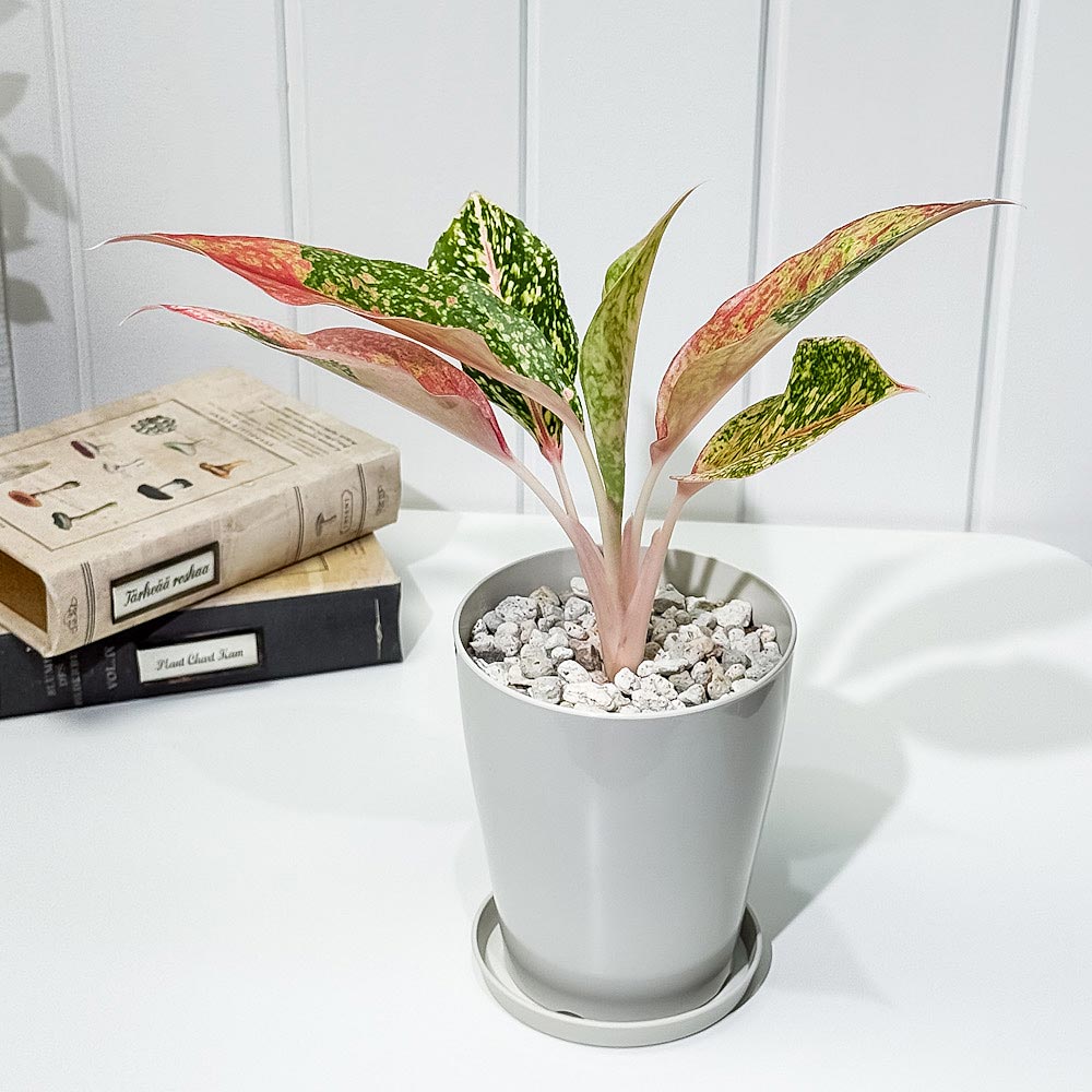 PLANCHU 観葉植物 アグラオネマ レッドドラゴン 4号鉢 受け皿付き 育て方説明書付き Aglaonema ‘Red Dragon’ 幸せを招くタイの宝石 アロイド