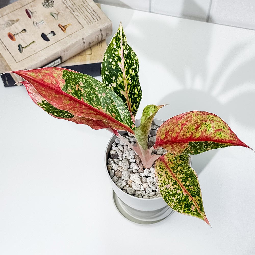 PLANCHU 観葉植物 アグラオネマ レッドドラゴン 4号鉢 受け皿付き 育て方説明書付き Aglaonema ‘Red Dragon’ 幸せを招くタイの宝石 アロイド