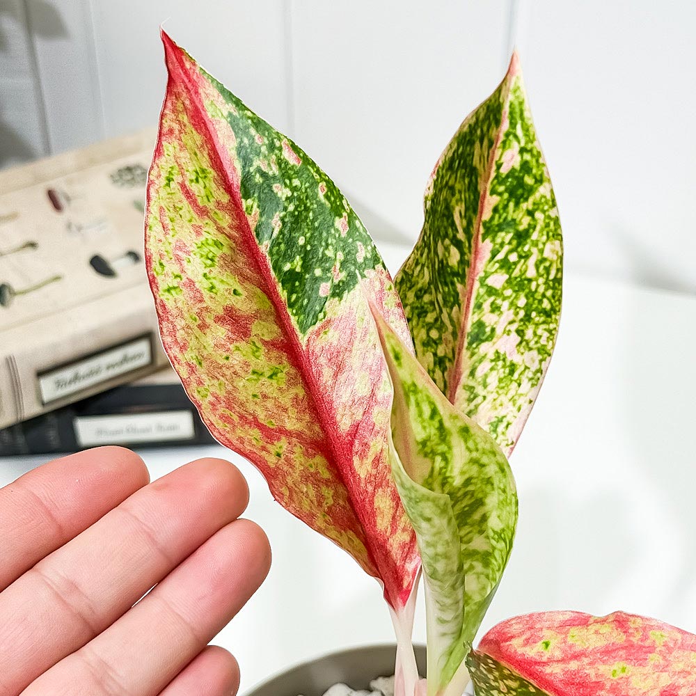 PLANCHU 観葉植物 アグラオネマ レッドドラゴン 4号鉢 受け皿付き 育て方説明書付き Aglaonema ‘Red Dragon’ 幸せを招くタイの宝石 アロイド