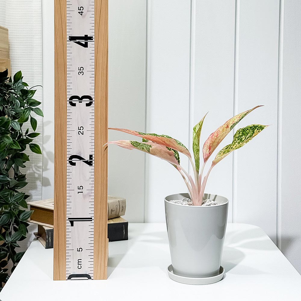 PLANCHU 観葉植物 アグラオネマ レッドドラゴン 4号鉢 受け皿付き 育て方説明書付き Aglaonema ‘Red Dragon’ 幸せを招くタイの宝石 アロイド