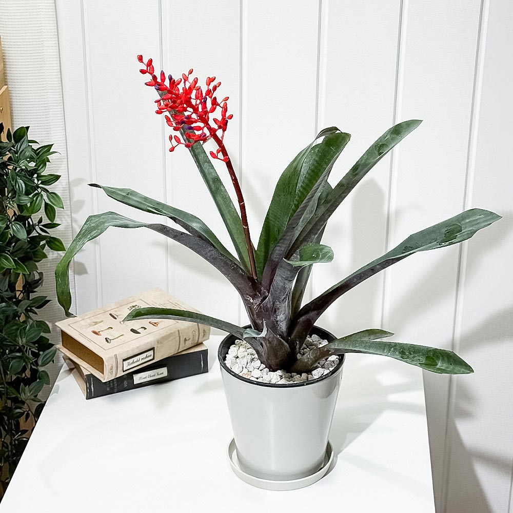 PLANCHU 観葉植物 エクメア フルゲンス 5号鉢 受け皿付き 育て方説明書付き Aechmea fulgens サンゴアナナス ブロメリア