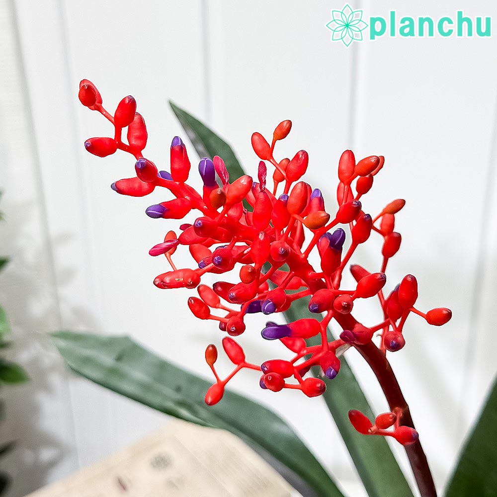 PLANCHU 観葉植物 エクメア フルゲンス 5号鉢 受け皿付き 育て方説明書付き Aechmea fulgens サンゴアナナス ブロメリア