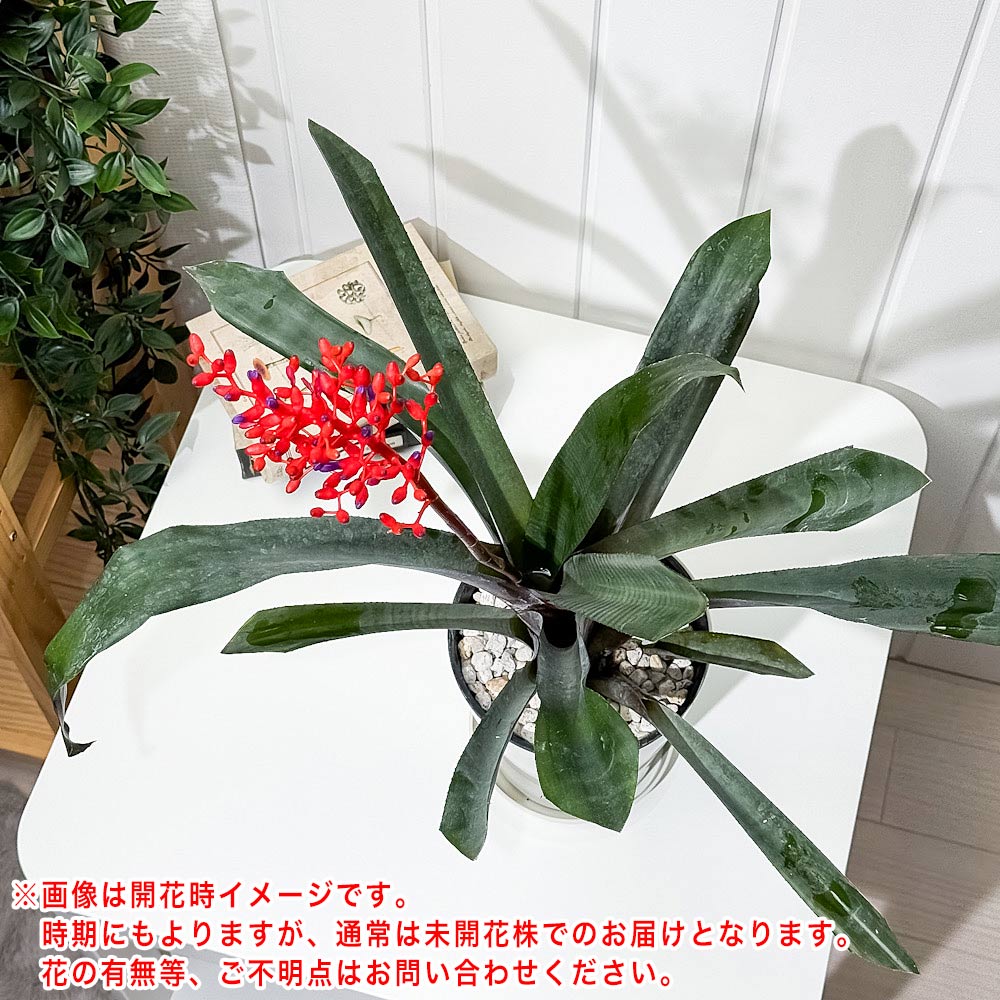 PLANCHU 観葉植物 エクメア フルゲンス 5号鉢 受け皿付き 育て方説明書付き Aechmea fulgens サンゴアナナス ブロメリア