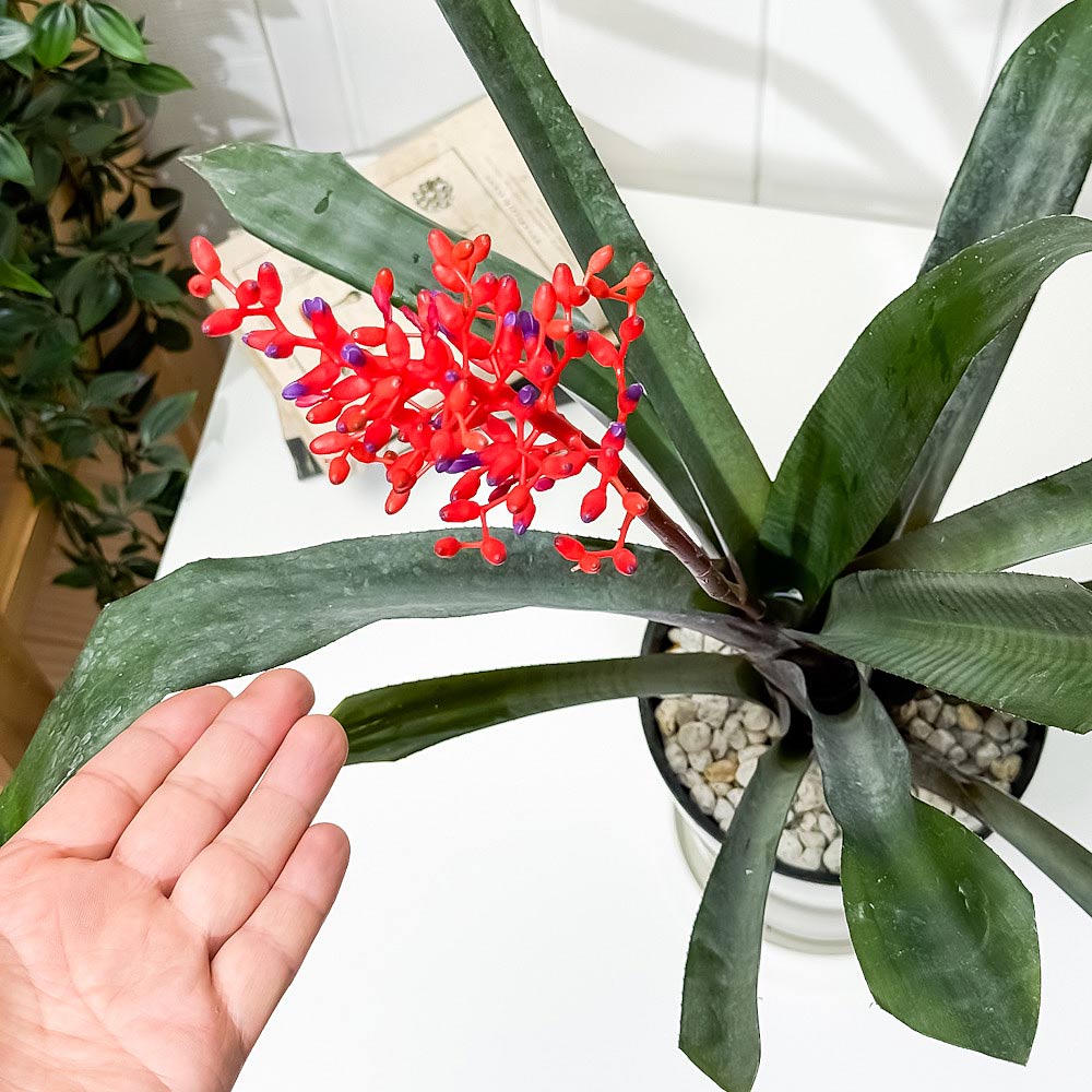 PLANCHU 観葉植物 エクメア フルゲンス 5号鉢 受け皿付き 育て方説明書付き Aechmea fulgens サンゴアナナス ブロメリア