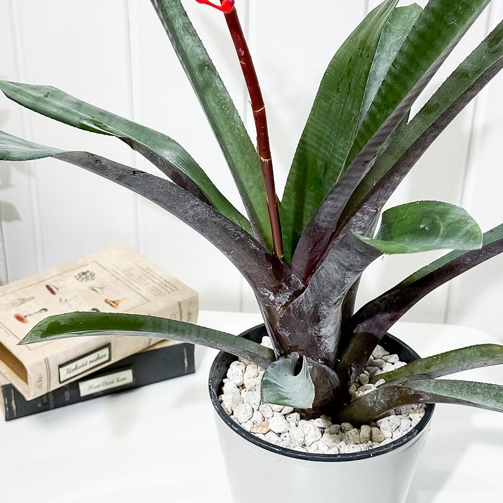 PLANCHU 観葉植物 エクメア フルゲンス 5号鉢 受け皿付き 育て方説明書付き Aechmea fulgens サンゴアナナス ブロメリア