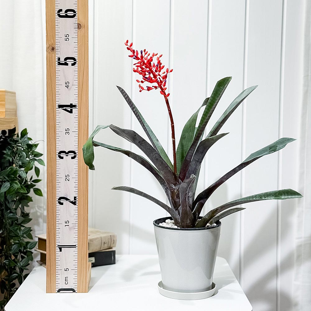 PLANCHU 観葉植物 エクメア フルゲンス 5号鉢 受け皿付き 育て方説明書付き Aechmea fulgens サンゴアナナス ブロメリア