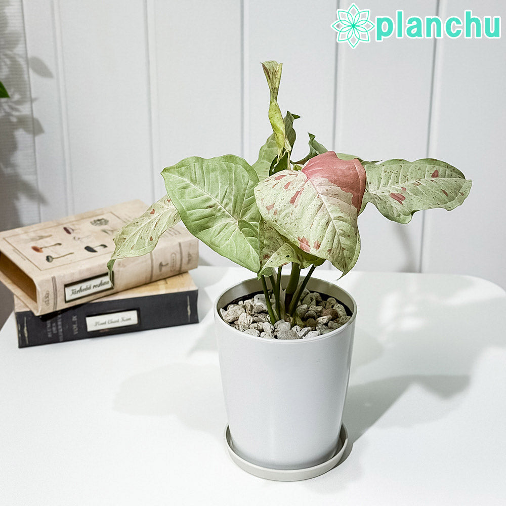 PLANCHU 観葉植物 シンゴニウム コンフェッティ 4号鉢 受け皿付き 育て方説明書付き Syngonium podophyllum ‘Confetti’ ダズルカラー アロイド