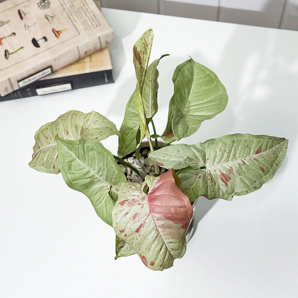 PLANCHU 観葉植物 シンゴニウム コンフェッティ 4号鉢 受け皿付き 育て方説明書付き Syngonium podophyllum ‘Confetti’ ダズルカラー アロイド