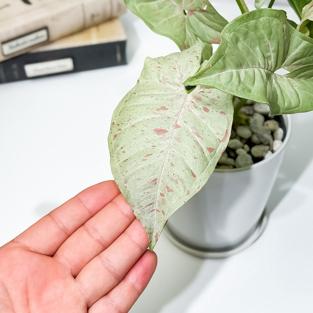 PLANCHU 観葉植物 シンゴニウム コンフェッティ 4号鉢 受け皿付き 育て方説明書付き Syngonium podophyllum ‘Confetti’ ダズルカラー アロイド