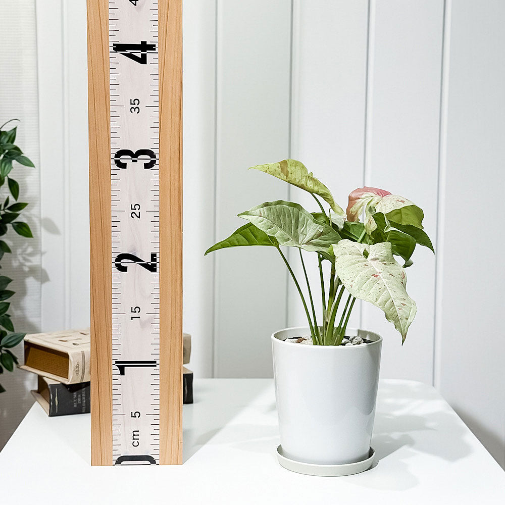 PLANCHU 観葉植物 シンゴニウム コンフェッティ 4号鉢 受け皿付き 育て方説明書付き Syngonium podophyllum ‘Confetti’ ダズルカラー アロイド