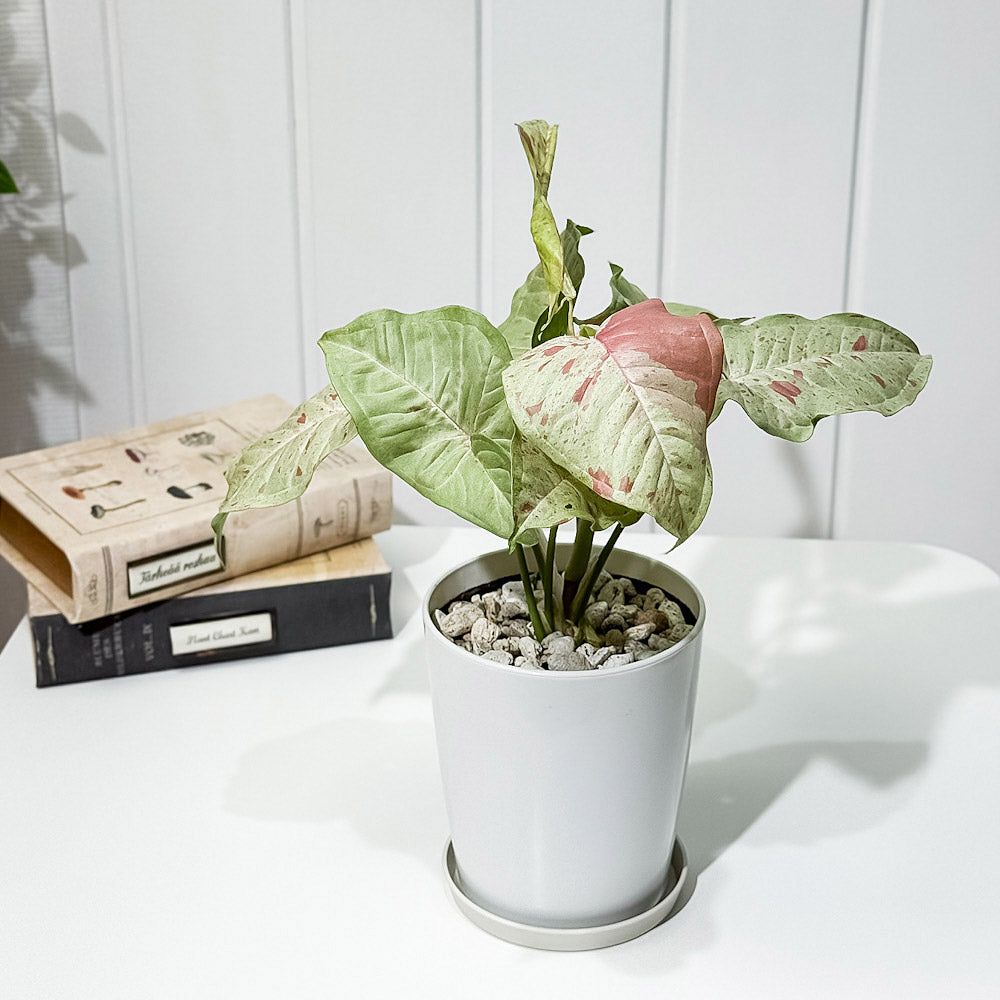 PLANCHU 観葉植物 シンゴニウム コンフェッティ 4号鉢 受け皿付き 育て方説明書付き Syngonium podophyllum ‘Confetti’ ダズルカラー アロイド