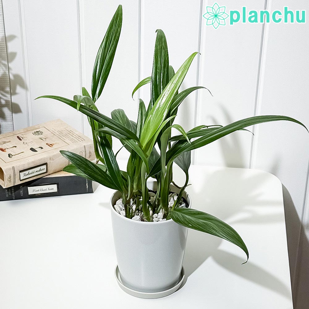 PLANCHU 観葉植物 エピプレムナム アンプリッシマム 4号鉢 受け皿付き 育て方説明書付き Epipremnum amplissimum アロイド