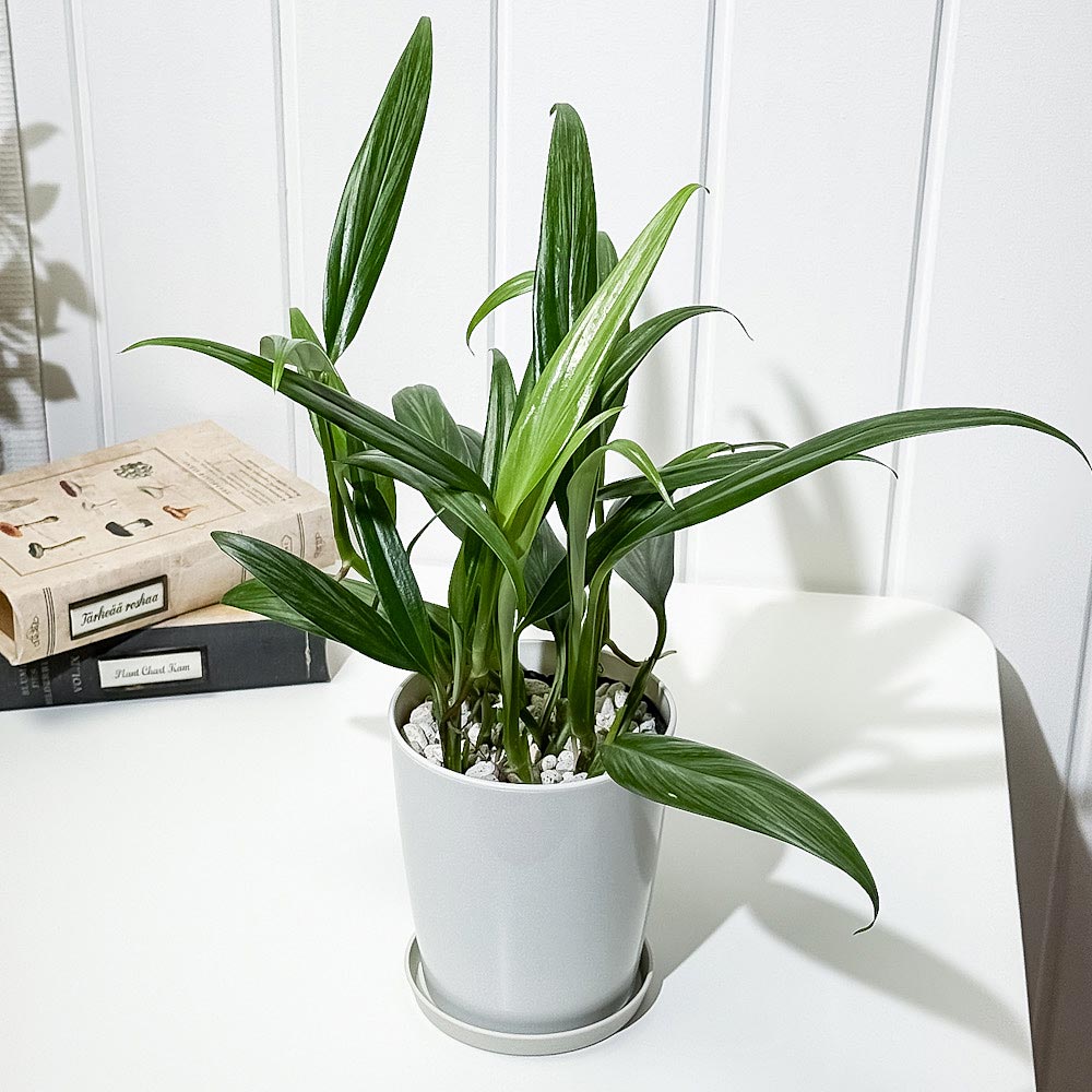 PLANCHU 観葉植物 エピプレムナム アンプリッシマム 4号鉢 受け皿付き 育て方説明書付き Epipremnum amplissimum アロイド