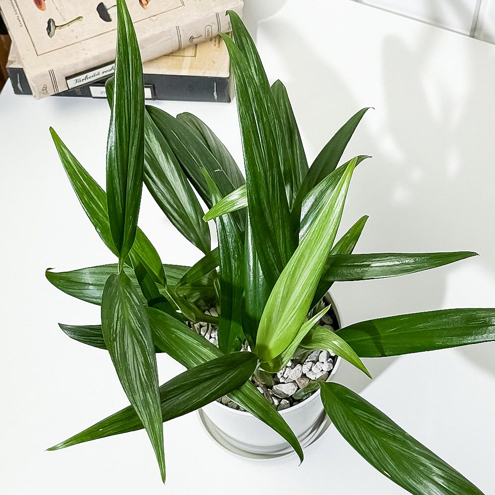 PLANCHU 観葉植物 エピプレムナム アンプリッシマム 4号鉢 受け皿付き 育て方説明書付き Epipremnum amplissimum アロイド