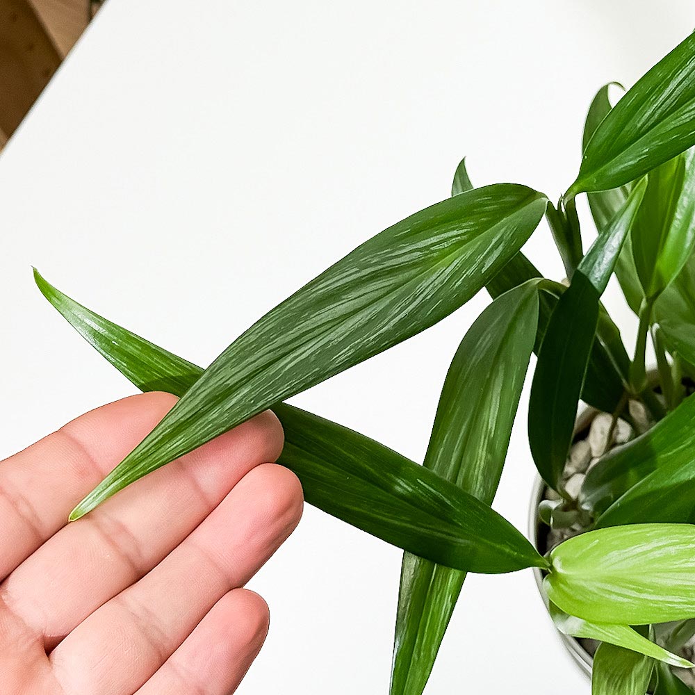 PLANCHU 観葉植物 エピプレムナム アンプリッシマム 4号鉢 受け皿付き 育て方説明書付き Epipremnum amplissimum アロイド